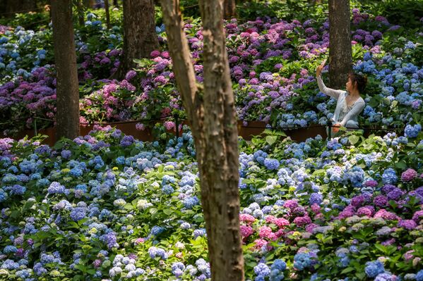 Хортензије у цвату на Љубичастој планини у Кини идеално су место за фотографију. - Sputnik Србија