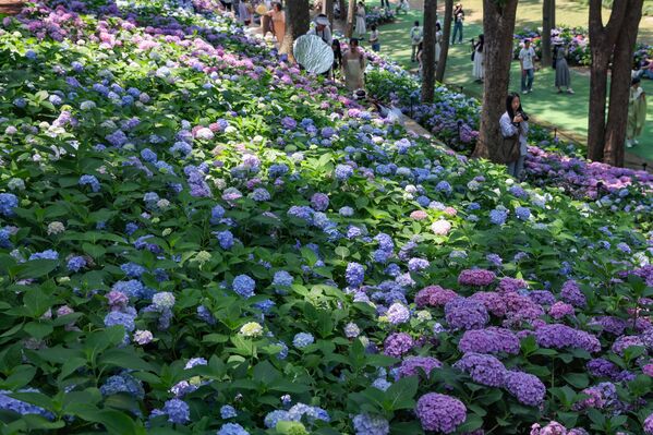 Туристи уживају у бајковитом призору који стварају процветале хортензије. - Sputnik Србија