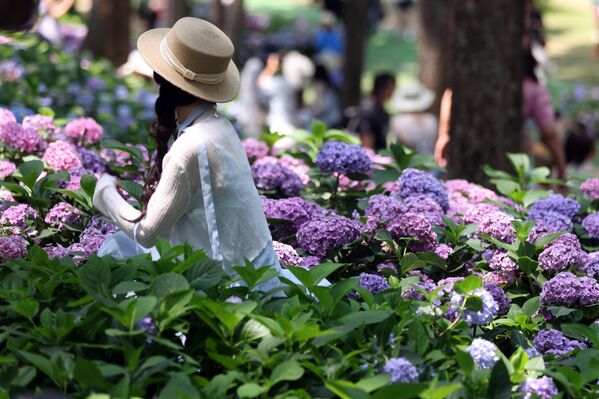 До промене боје цветова хортензије долази због присуства јона алуминијума који су слободни или везани, што зависи од pH вредности земљишта. - Sputnik Србија