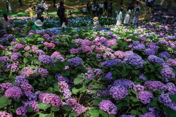Хортензије цветају од раног пролећа до касне јесени. Цветови се формирају у цвастима, најчешће на крајевима грана. Типична цваст састоји се од две врсте цветова - малих, неупадљивих у центру цвасти и великих, раскошних цветова упадљивих боја по ободу. - Sputnik Србија