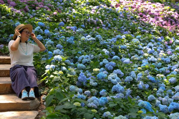 Хортензија води порекло из Азије и обе Америке. Далеко највећа разноликост врста је у источној Азији, посебно Кореји, Кини и Јапану. - Sputnik Србија
