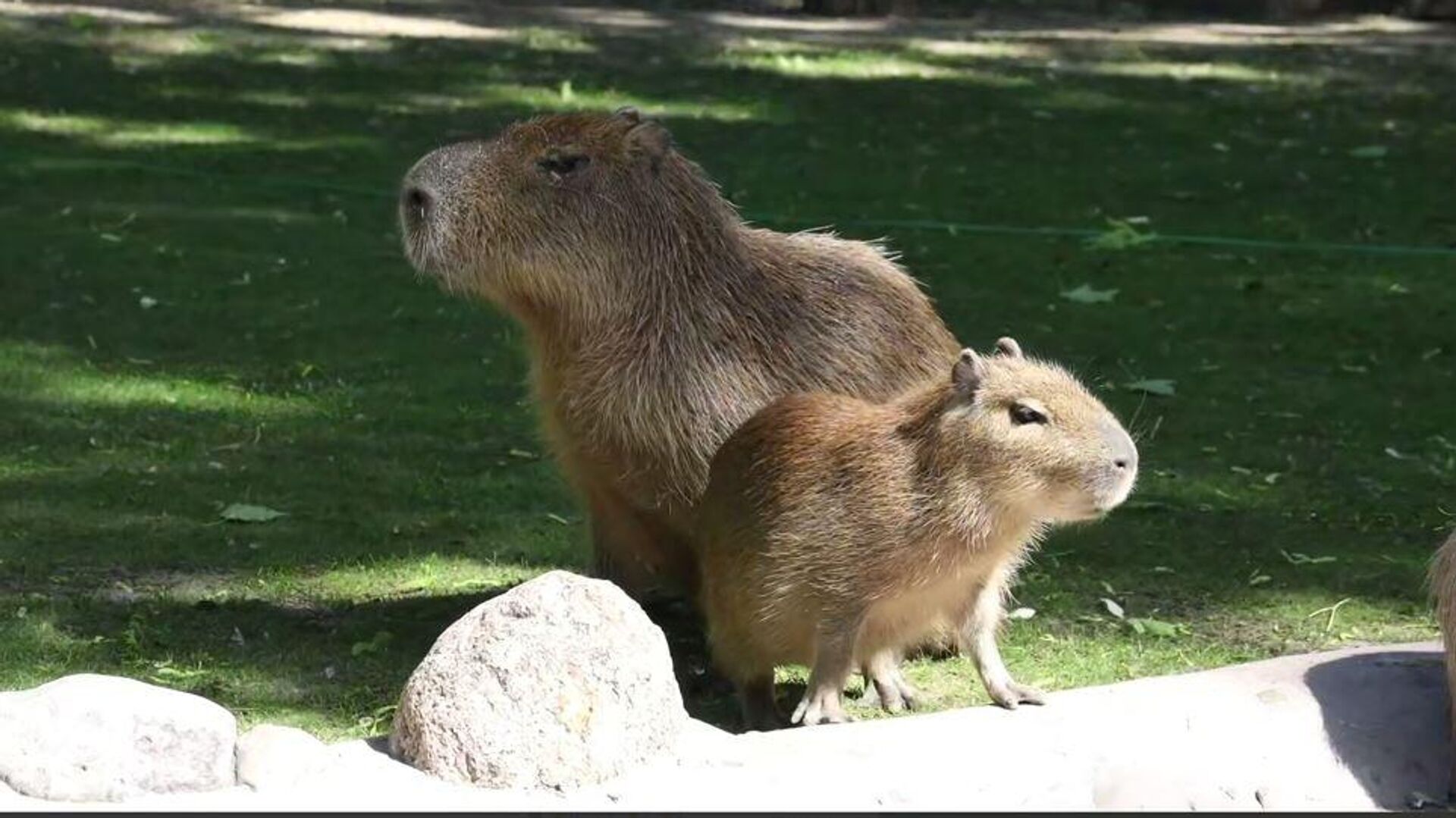 Младунче капибаре Младунче капибаре - Sputnik Србија, 1920, 05.06.2025