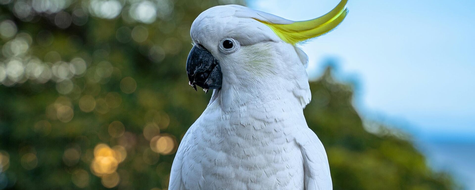 Какаду - Sputnik Србија, 1920, 06.06.2025