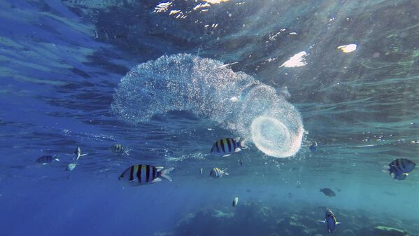 Обожаваоци роњења би у Египту, у Црвеном мору, могли наићи на пиросоме, огромна, шупља, црволика створења која као да нису са овог света. Реч је о колонији од стотина до хиљада јединки названих зооиди, насталих из једног јајета и међусобно повезаних. Обожаваоци роњења би у Египту, у Црвеном мору, могли наићи на пиросоме, огромна, шупља, црволика створења која као да нису са овог света. Реч је о колонији од стотина до хиљада јединки названих зооиди, насталих из једног јајета и међусобно повезаних. - Sputnik Србија