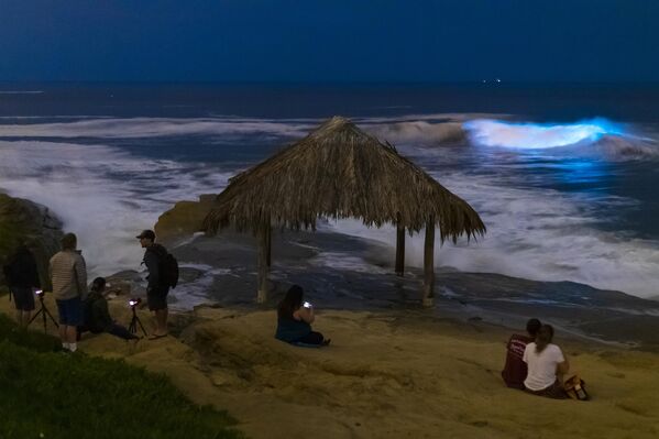 Биолуминисцентна плима која се може видети на плажи Винданси у Ла Хоји, Калифорнија, заправо је цветање биолуминисцентних алги. Иако су лепе усред ноћи, током дана ови цветајући фитопланктони нису баш запањујући јер често океанску воду претварају у црвену и мутну и емитују непријатан мирис труљења. Биолуминисцентна плима која се може видети на плажи Винданси у Ла Хоји, Калифорнија, заправо је цветање биолуминисцентних алги. Иако су лепе усред ноћи, током дана ови цветајући фитопланктони нису баш запањујући јер често океанску воду претварају у црвену и мутну и емитују непријатан мирис труљења. - Sputnik Србија