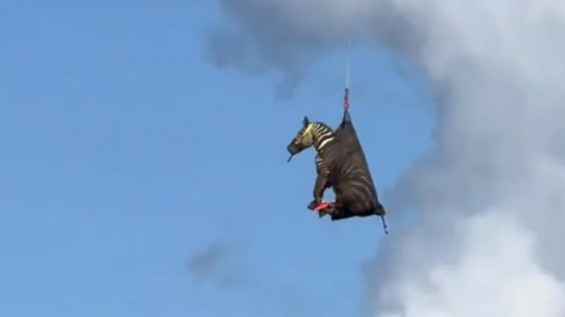 Zebra koja je pobegla iz divljine vraćena je vlasnicima helikopterom u SAD Zebra koja je pobegla iz divljine vraćena je vlasnicima helikopterom u SAD - Sputnik Srbija, 1920, 10.06.2025