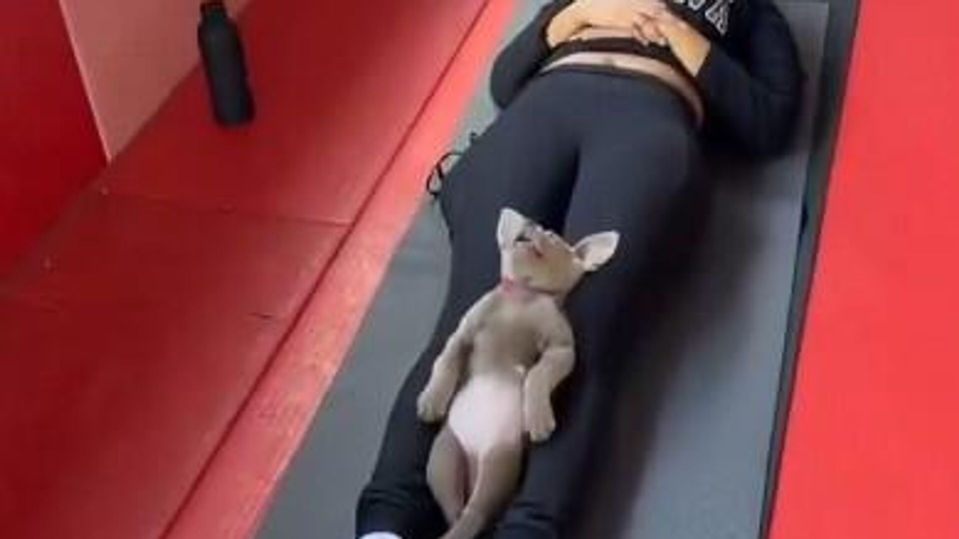 Пас јогиста Пас јогиста - Sputnik Србија, 1920, 21.06.2025