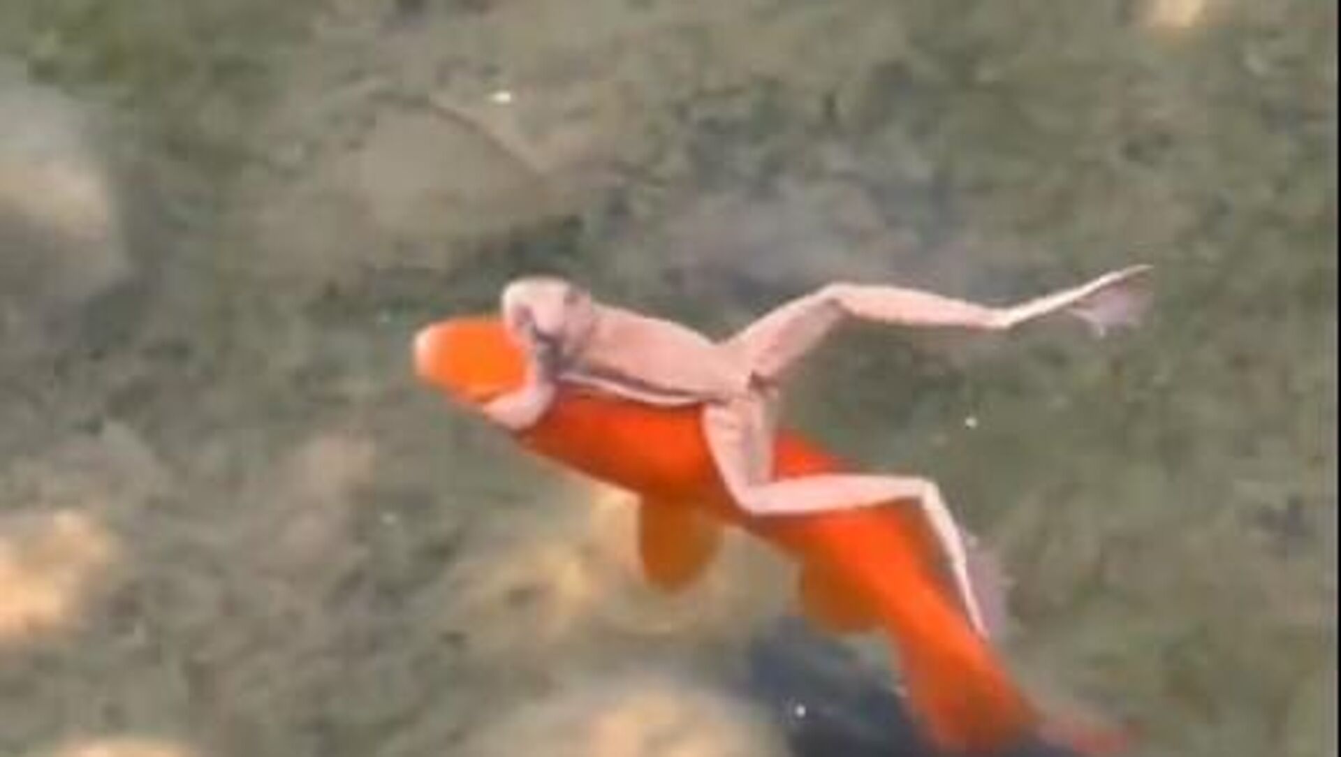 Такси риба Такси риба - Sputnik Србија, 1920, 14.06.2025