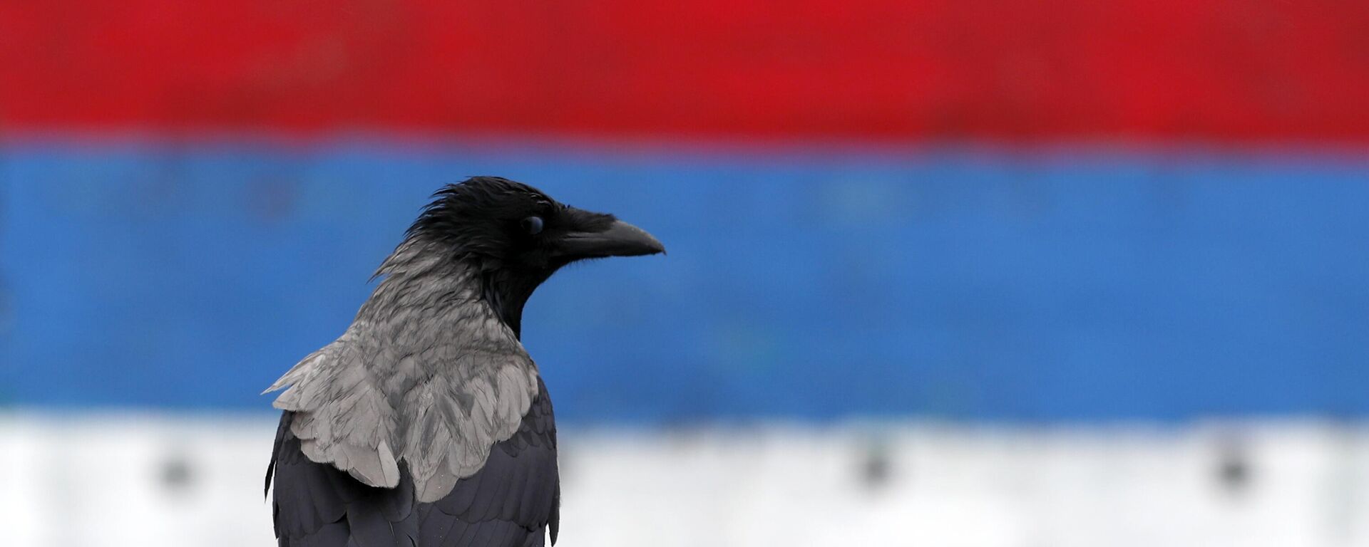 Гавран испред зида у бојама српске заставе - Sputnik Србија, 1920, 13.06.2025