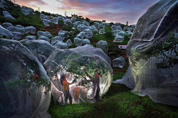 Аутор из Кине, Менгдан ЏуВоћке под тендама Аутор из Кине, Менгдан ЏуВоћке под тендама - Sputnik Србија