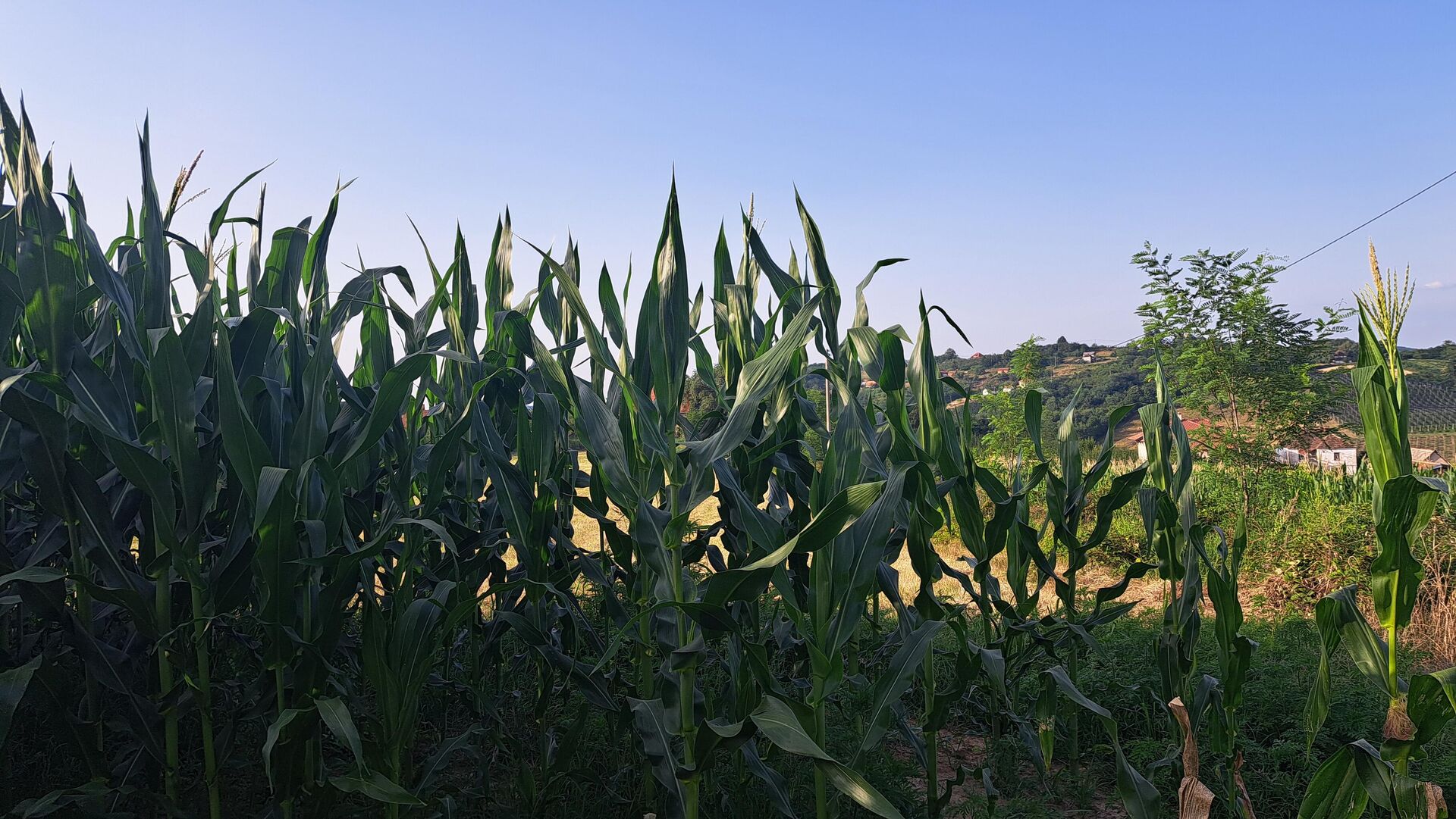 Кукуруз уз сеоски пут - Sputnik Србија, 1920, 04.07.2025