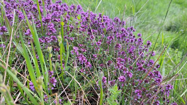 Мајчина душица - Sputnik Србија