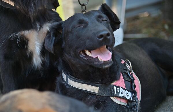 Високе тепературе сметају не само људима већ и псима. Са доласком лета треба мислити на наше крзнене пријатаље и обезбедити им довољно хладне воде, посебно псима луталицама - Sputnik Србија