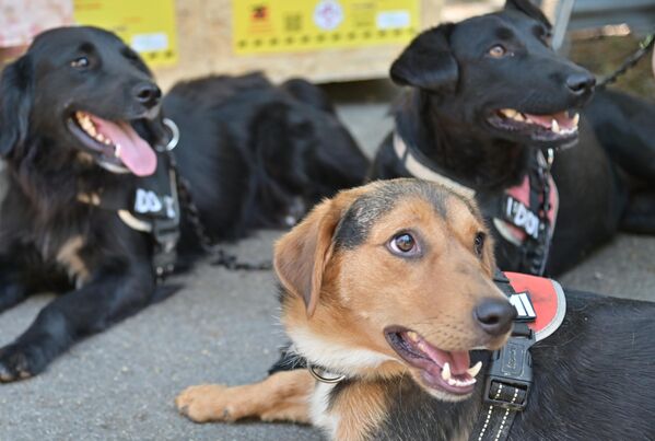 Улаз на манифестацију је, као и претходне четири године, бесплатан - Sputnik Србија