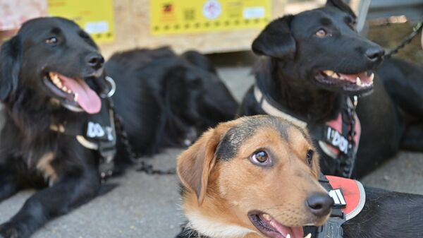 пси - Sputnik Србија