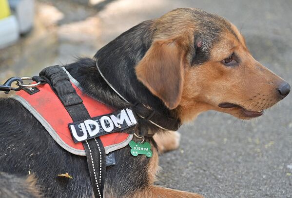 У сарадњи са Ветерином Београд и организацијом Анимал Рескју Србија, током трајања фестивала биће организовано удомљавање паса који чекају своју нову породицу.  - Sputnik Србија