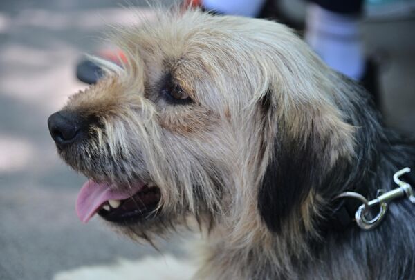 Фестивал паса свих раса „Улични пси” - Sputnik Србија