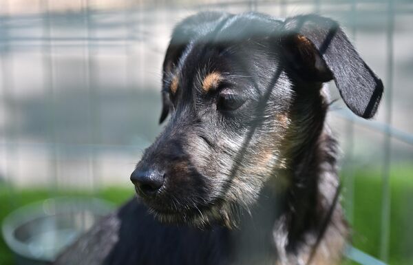 За оне који у свом љубимцу препознају такмичарски потенцијал, организована је радионица у којој могу добити савете како припремити пса за такмичење, од неге до правилног излагања - Sputnik Србија