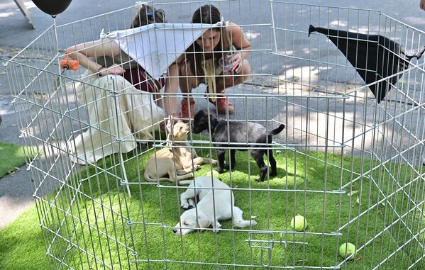 За оне који се одлуче да удоме неког од штенаца, волонтери организације Анимал рескју Србија” која се девет година бави мисијом спасавања животиња су ту да објасне како се бира пас по мери и какве одговорности љубимац  носи са собом - Sputnik Србија