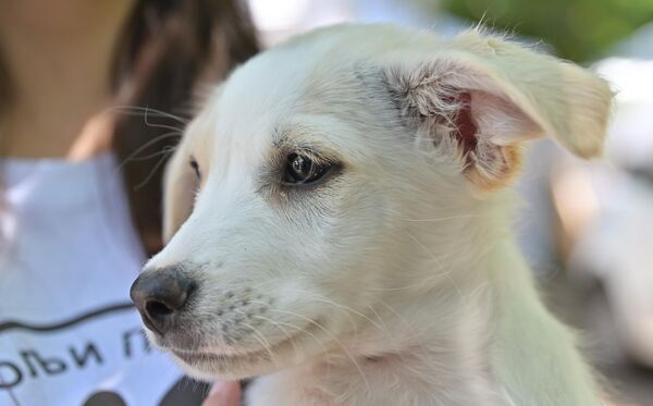 Пси разумеју наш говор тела и емоције, али изнад свега безусловна љубав и спремност да нас прате до последњег даха је оно што их чини посебним - Sputnik Србија