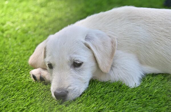 Фестивал паса свих раса „Улични пси” - Sputnik Србија