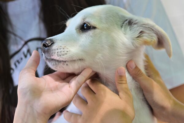 Један од штенаца који чека на удомљавање - Sputnik Србија