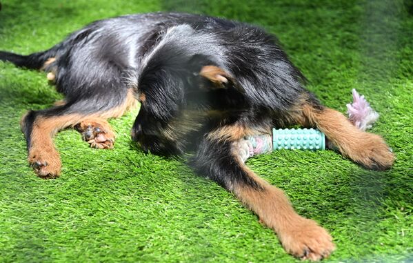 Током трајања манифестације организују се едукативне радионице где можете добити савете  како да најбоље бринате о вашем четвороножном пријатељу - Sputnik Србија