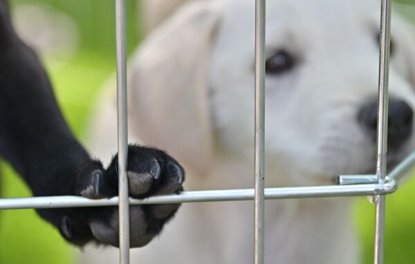 Пас је човеков најбољи пријатељ – у безброј ситуација та изрека је потврђена делима. Њихова пријатељска шапа понекад може значити живот. Многи спасилачки тимови који су ангажовани у акцији спасавања након великих природних катастрофа у свом тиму имају посебно обучене псе - Sputnik Србија