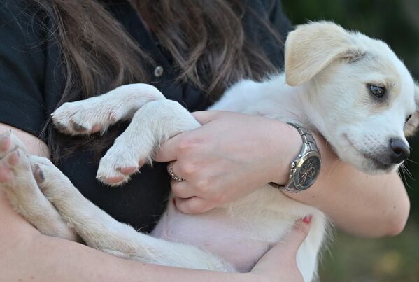 Пас је створење које вас безусловно воли, такви какви сте. Ви можда имате доста пријатеља, али пас има само вас - Sputnik Србија