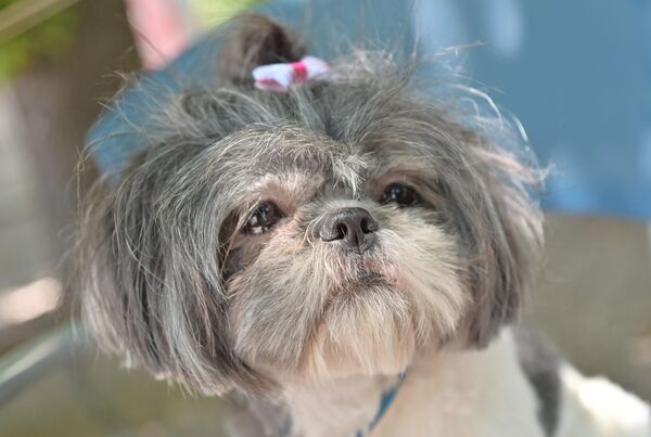 На велику радост најмлађих, али и старијих љубитеља паса, највеселији фестивал  „Улични пси” се по пети пут одржава на Калемегдану - Sputnik Србија