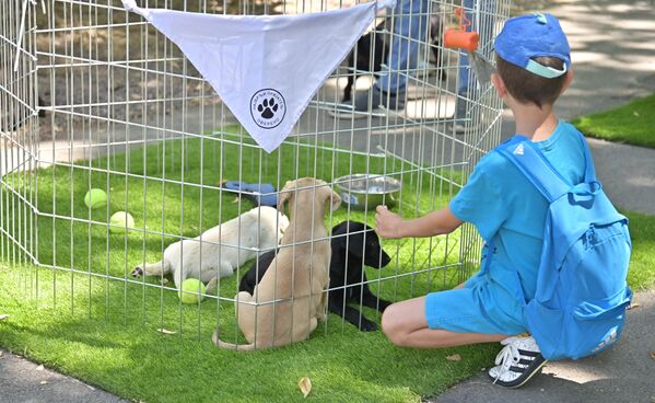 Фестивал сваке године посети велики број Београђана и њихових гостију, али су  ипак намлађи, они, који се највише обрадују дружењу са псима, нарочито штенцима - Sputnik Србија