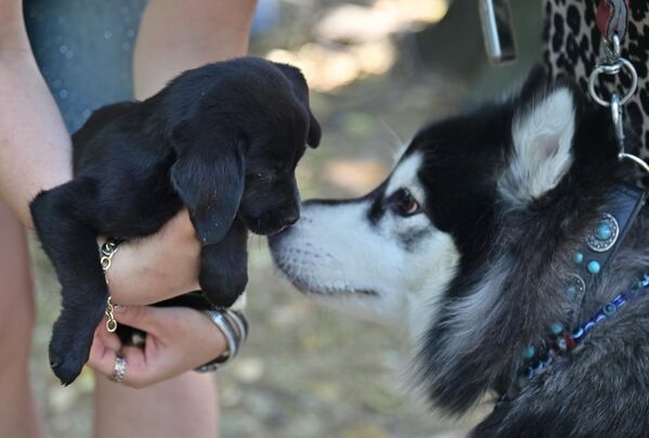 Одрасла женка хаскија се упознаје са новим станаром у свом дому - Sputnik Србија