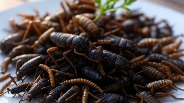 insekti na trpezi - Sputnik Srbija