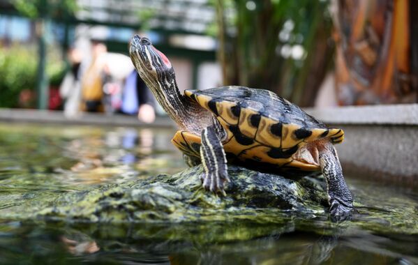 Црвеноува корњача у акваторијуму на Манежном тргу у Москви. - Sputnik Србија