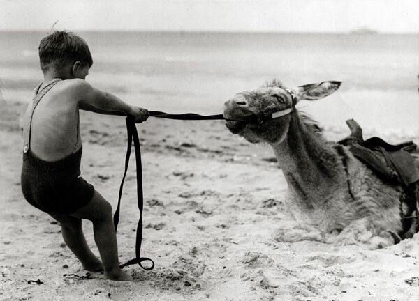 Дечак на плажи покушава да помери тврдоглавог магарца. Енглеска, јул 1936. - Sputnik Србија