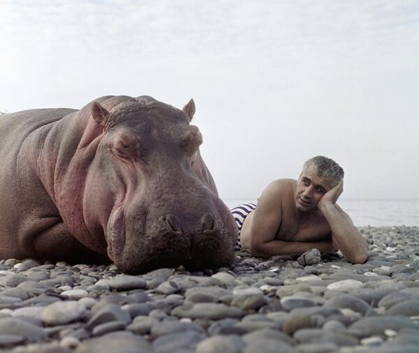 Дресер са нилским коњем на обали Црног мора. - Sputnik Србија