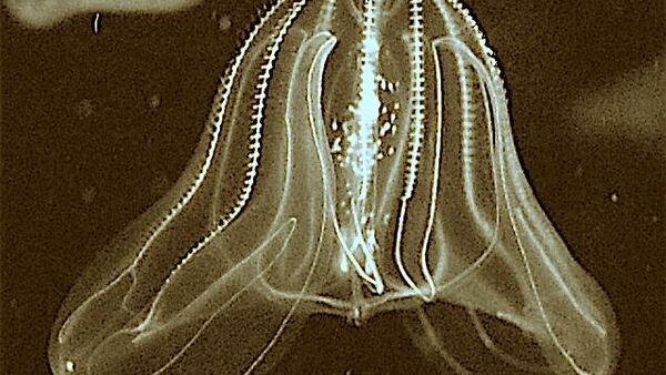 Mnemiopsis leidyi - Sputnik Србија