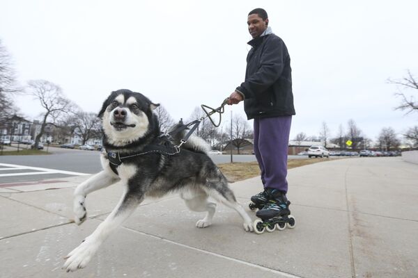 Мушкарац шета аљаског маламута у Бостону. - Sputnik Србија
