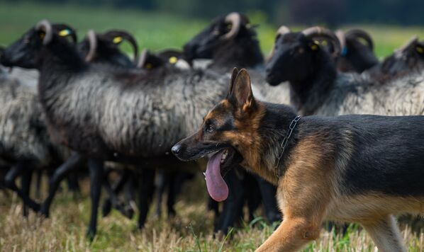 Немачки овчар током државног такмичења овчарских паса у Драјлингену, Немачка. - Sputnik Србија