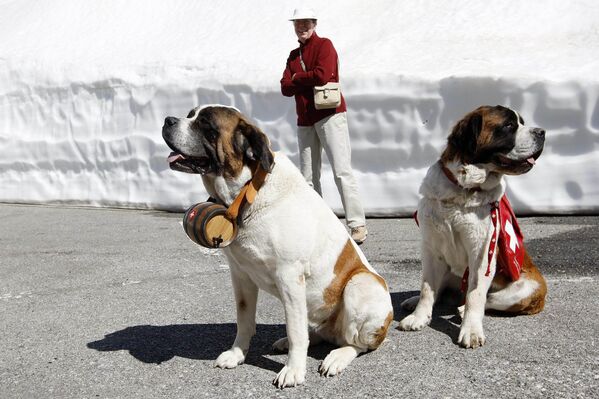 Бернардинац је раса пса пореклом из Швајцарске, првобитно одгајаних за спасавање. - Sputnik Србија
