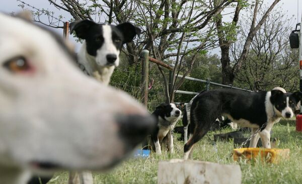 Аустралијски говедар је пастирски пас настао у Аустралији. Користи се за помоћ око рада са стоком. Веома је јак, поседује велику издржљивост и врло је паметан пас. Он скупља и усмерава стоку. - Sputnik Србија