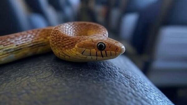 Zmija u avionu - Sputnik Srbija