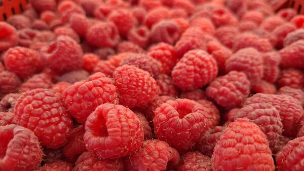 Министар пољопривреде: Постојаће јасан систем декларисања малина, подршка 18.000 динара по хектару