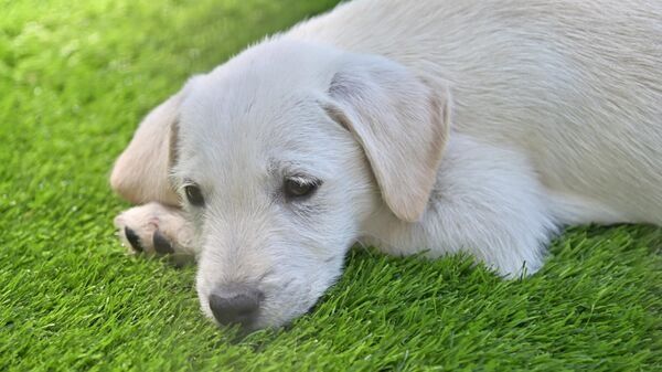 Pas - Sputnik Srbija