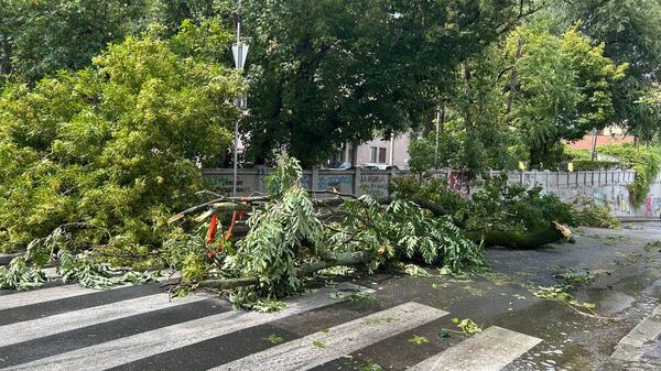 Polomljeno drveće - Sputnik Srbija