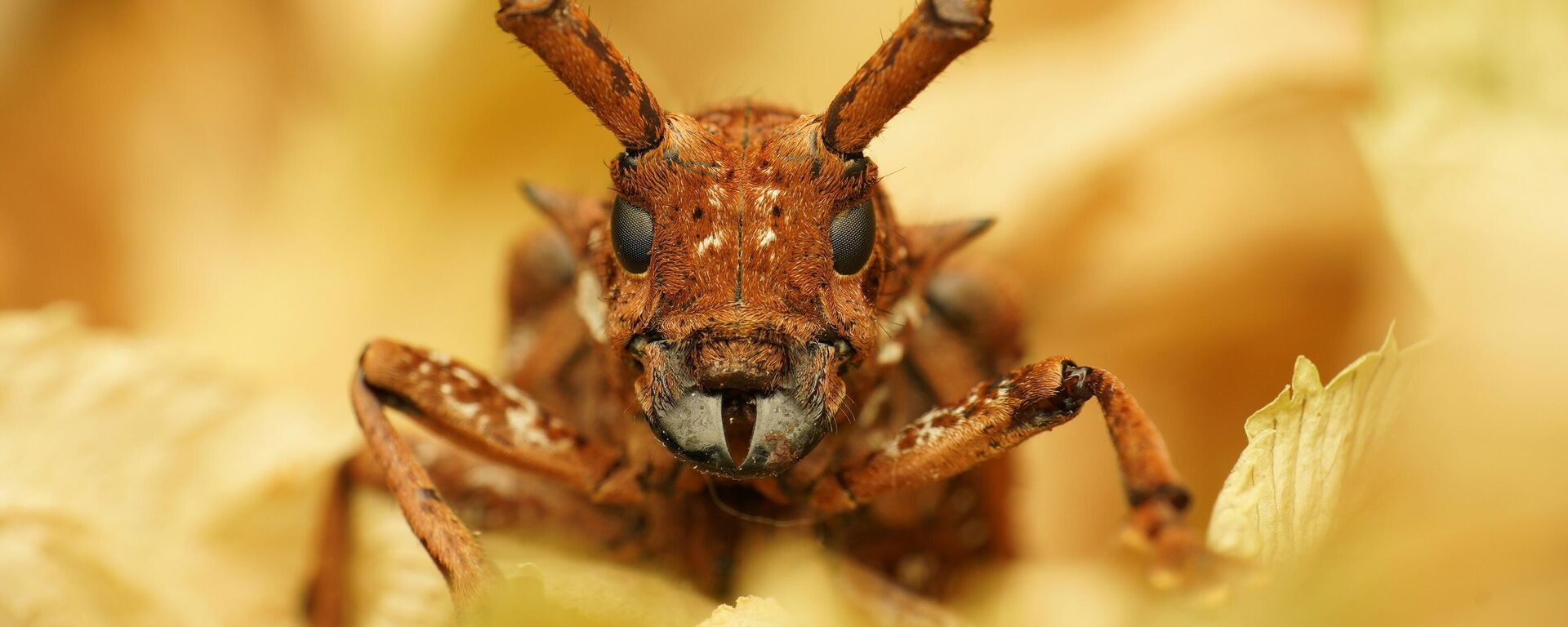 Insekti - ilustracija - Sputnik Srbija, 1920, 19.09.2025