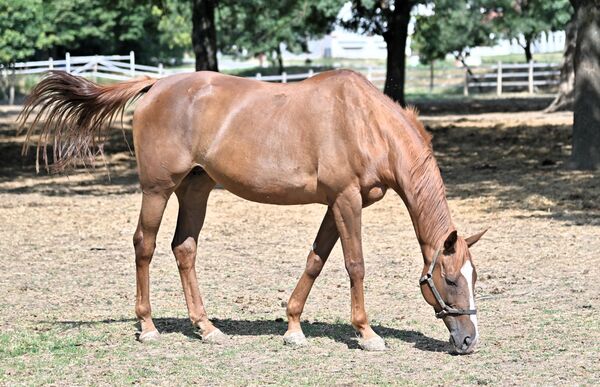 Од 1964. године, прве седмице, односно викенда у септембру, Пожаревац и његова околина постају центар коњичког спорта и коњичких вештина. Традиционална туристичко-спортска манифестација „Љубичевске коњичке игре” привуче велики број љубитеља ових племенитих животиња. - Sputnik Србија