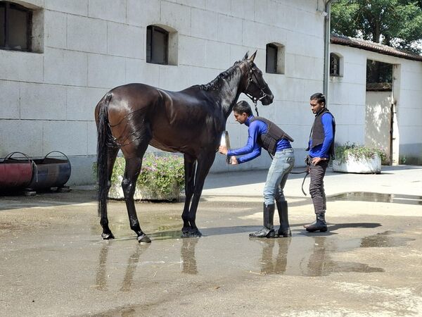 Крајем 19. века „Љубичево” је достигло ранг највећих европских ергела са близу 500 грла. Одгајана су врхунска такмичарска грла која су дуго година побеђивала и била у врху некада југословенског, а данас српског коњичког спорта  - Sputnik Србија