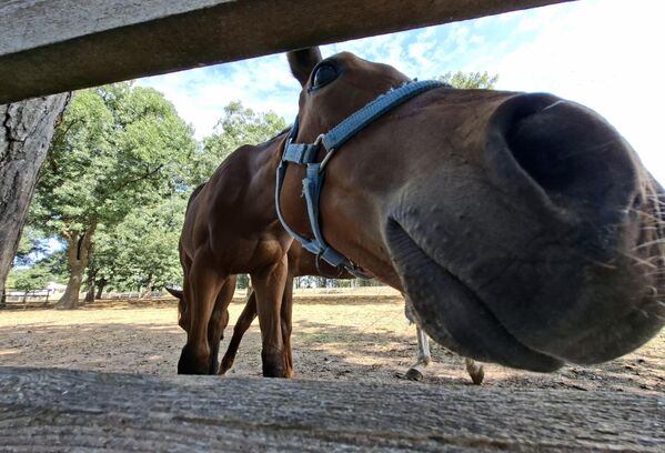 Објектив фоторепортера Спутњика је у једном тренутку постао предмет "истраживања" ждребета које се са мамом налазило у падоку. (Падок је ограђени простор на отвореном, која се обично користи за чување животиња, као што су коњи или говеда) - Sputnik Србија