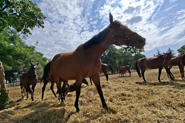 Поред ергела оснивају се и Пастувске станице у којима је вршено опасивање кобила. Прва Пастувска Станица установљена је 1856. године на Убу у округу ваљевском.Такса за опасивање била је један дукат цесарски. - Sputnik Србија